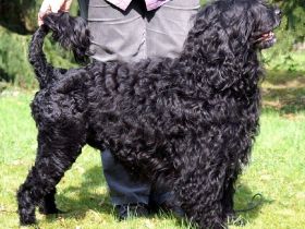 Portugiesischer Wasserhund