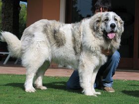 Pyrenäen-Mastiff