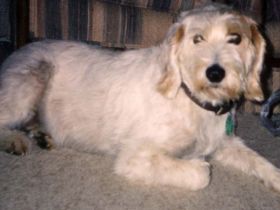 Rauhaarige Istrianer Bracke