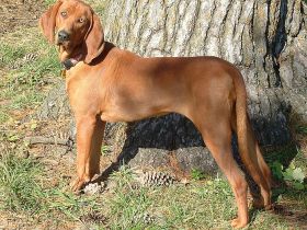 Redbone Coonhound