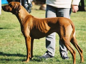 Rhodesian Ridgeback