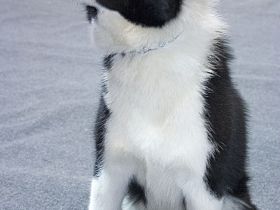 Russisch-Europäischer Laika