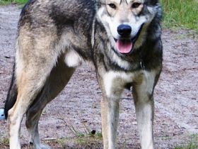 Saarloos-Wolfhund
