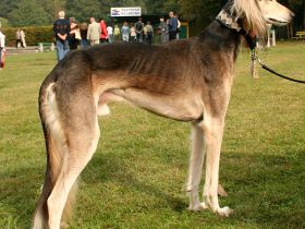 Saluki