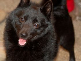 Schipperke