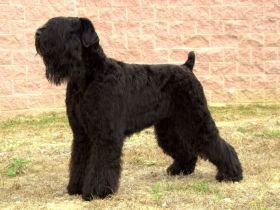 Schwarzer Terrier