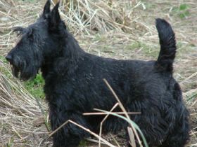 Scottish Terrier