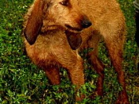 Segugio Italiano (Drahthaar)