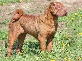 Shar Pei