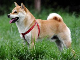 Shiba Inu