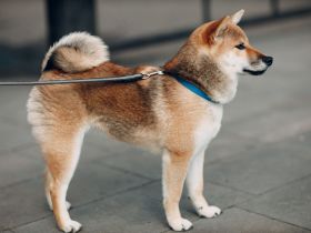 Shiba Inu