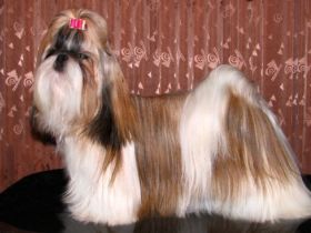 Shih Tzu
