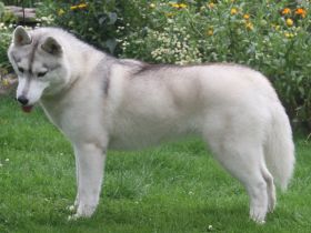 Siberian Husky