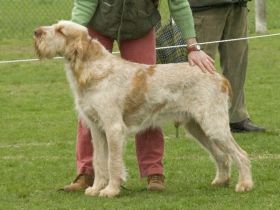 Spinone Italiano