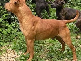 Staffordshire Bullterrier