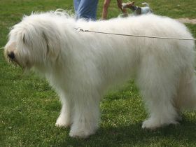 Südrussischer Schäferhund