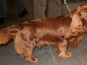 Sussex-Spaniel