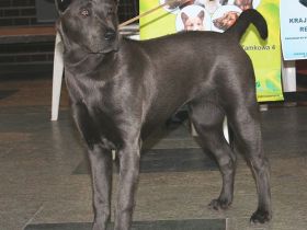 Thai Ridgeback