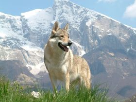 Tschechoslowakischer Wolfshund