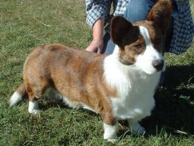 Welsh Corgi Cardigan