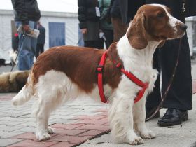 Welsh Springer Spaniel