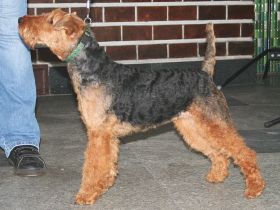 Welsh Terrier