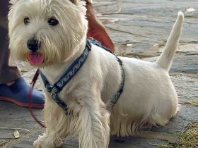 West Highland White Terrier