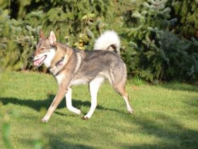 Westsibirischer Laika