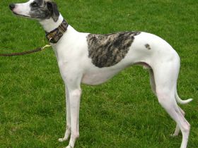 Whippet