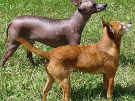 Xoloitzcuintle