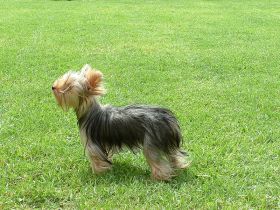 Yorkshire Terrier