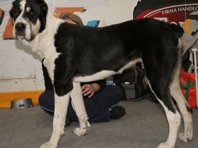 Zentralasiatischer Owtscharka