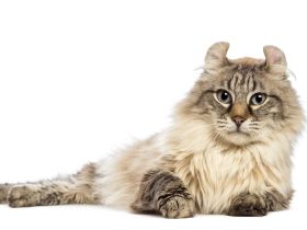 American Curl Longhair