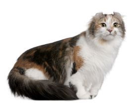 American Curl Shorthair
