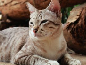 American Shorthair