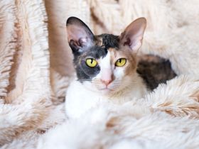 Cornish Rex