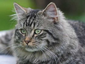 Deutsche Langhaarkatze