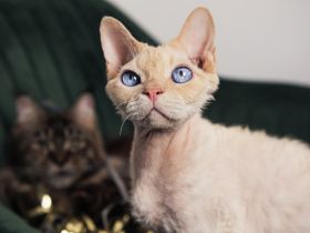 Devon Rex