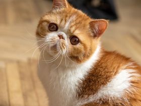 Exotische Kurzhaarkatze