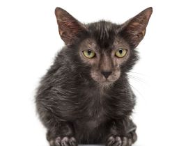 Lykoi