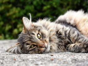 Norwegische Waldkatze