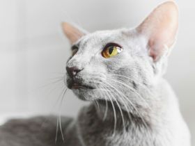 Orientalisch Kurzhaar