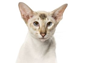 Peterbald