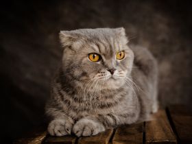 Scottish Fold Longhair