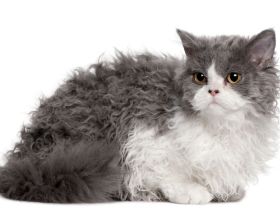 Selkirk Rex Longhair