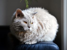 Selkirk Rex Shorthair