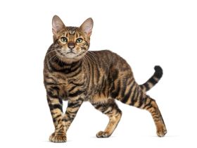 Toyger
