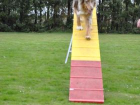 Agility - wie der Hundesport dem Hund auch schaden kann