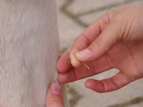 Akupunktur bei Tieren - Hunde und Katzen mit kleinen Nadeln heilen