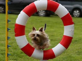 Australian und Australian Silky Terrier: Kleine Hunde mit großem Charakter